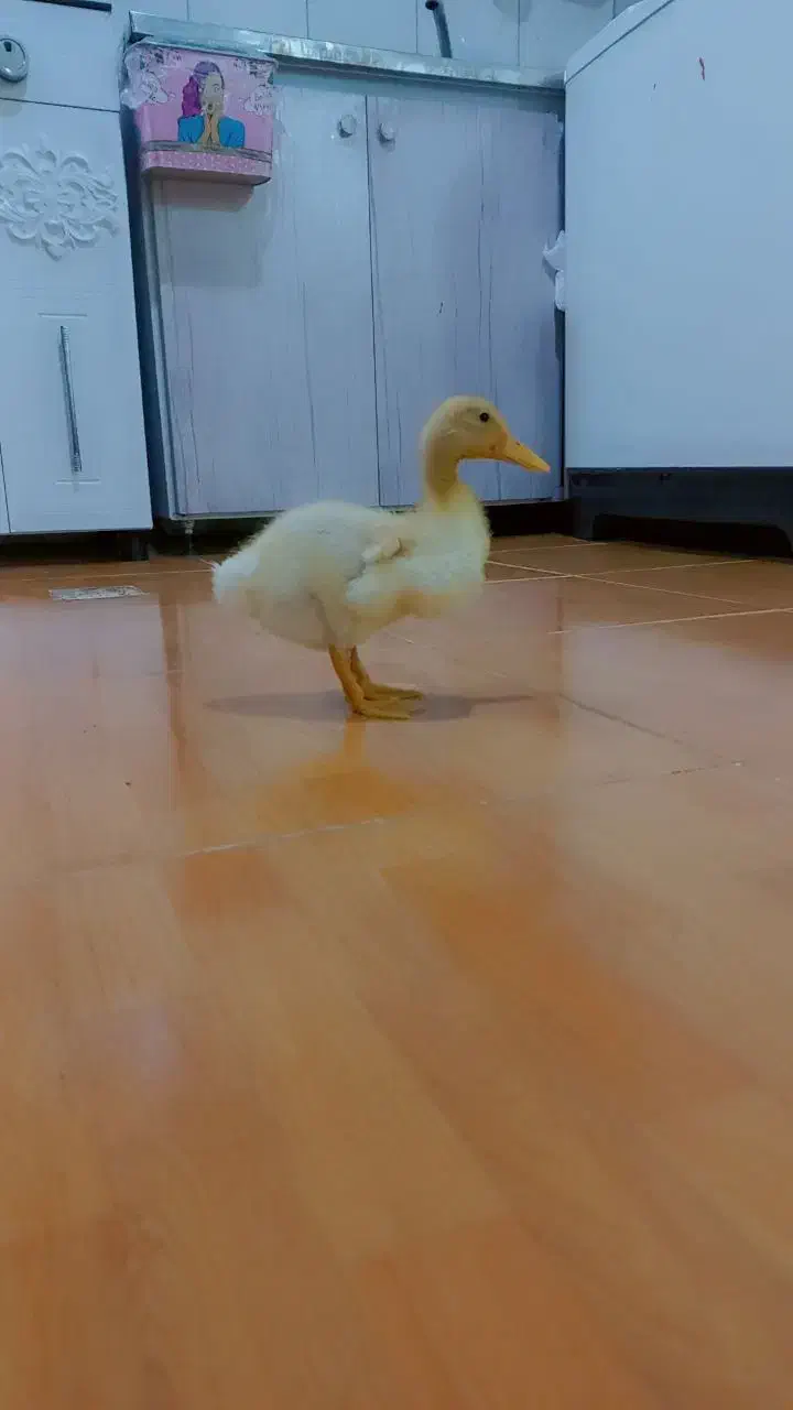 شوش|مبلمان خانگی و میز عسلی|شوش, |دیوار