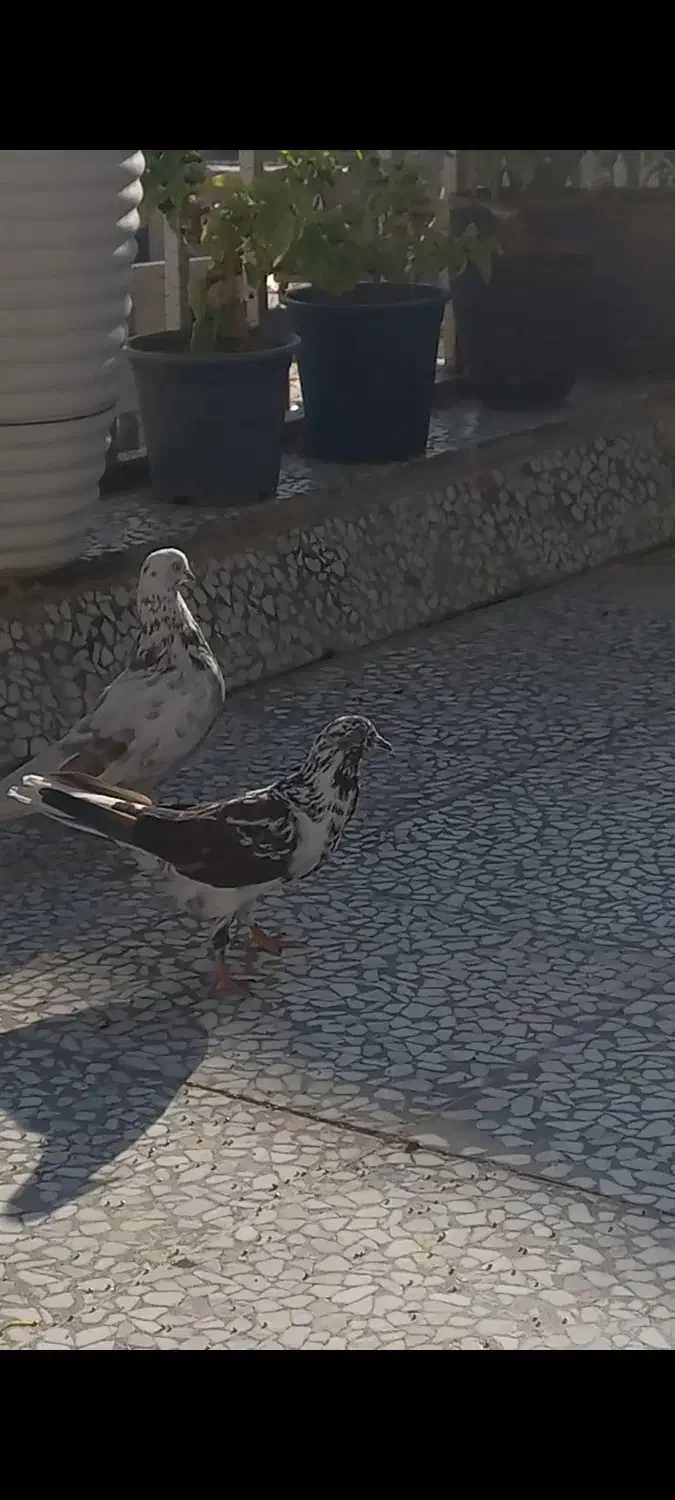 کفتر پرشی|پرنده|مهدی شهر, |دیوار