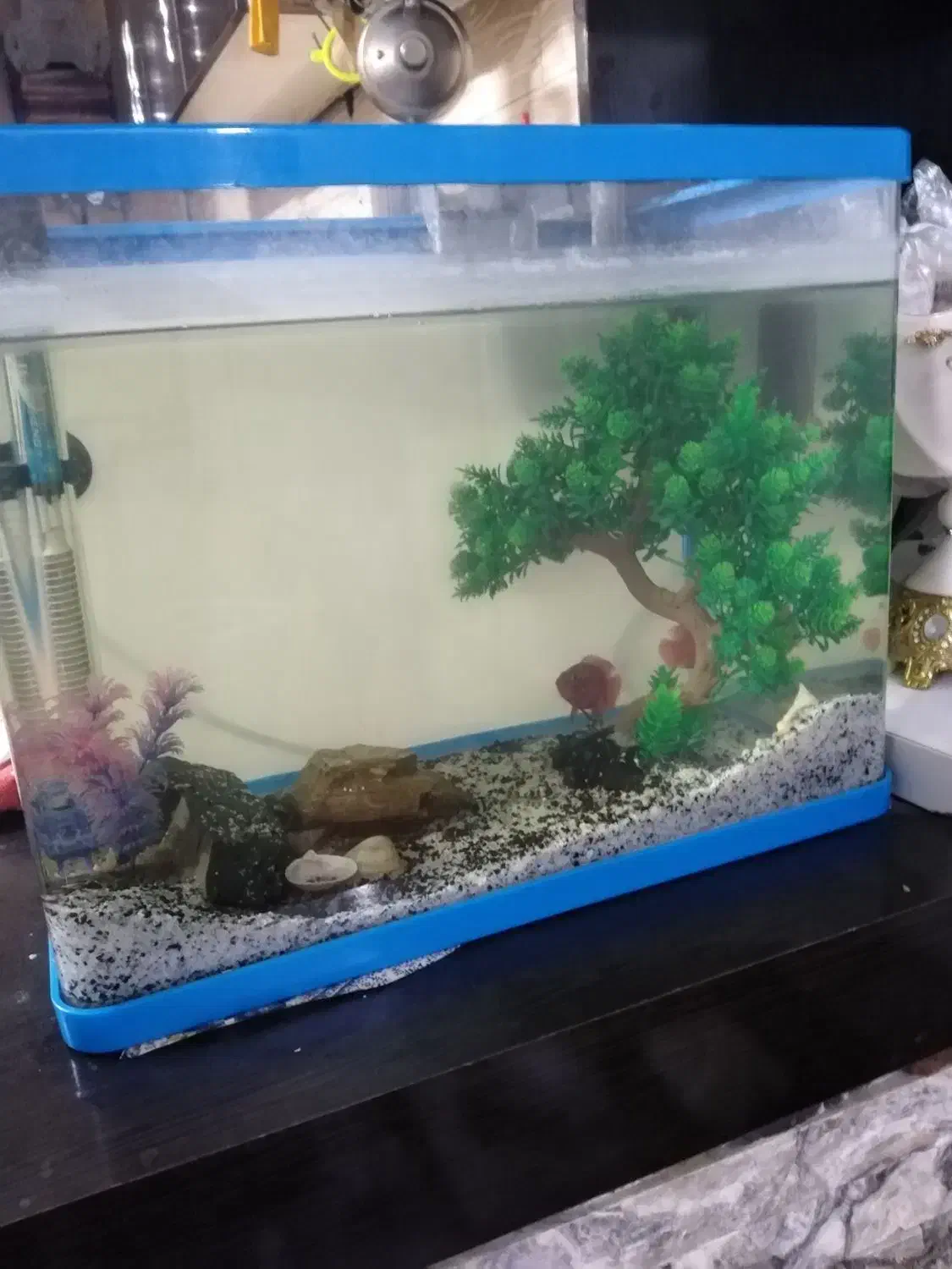 آکواریوم|ماهی|مشهد, محمدآباد|دیوار