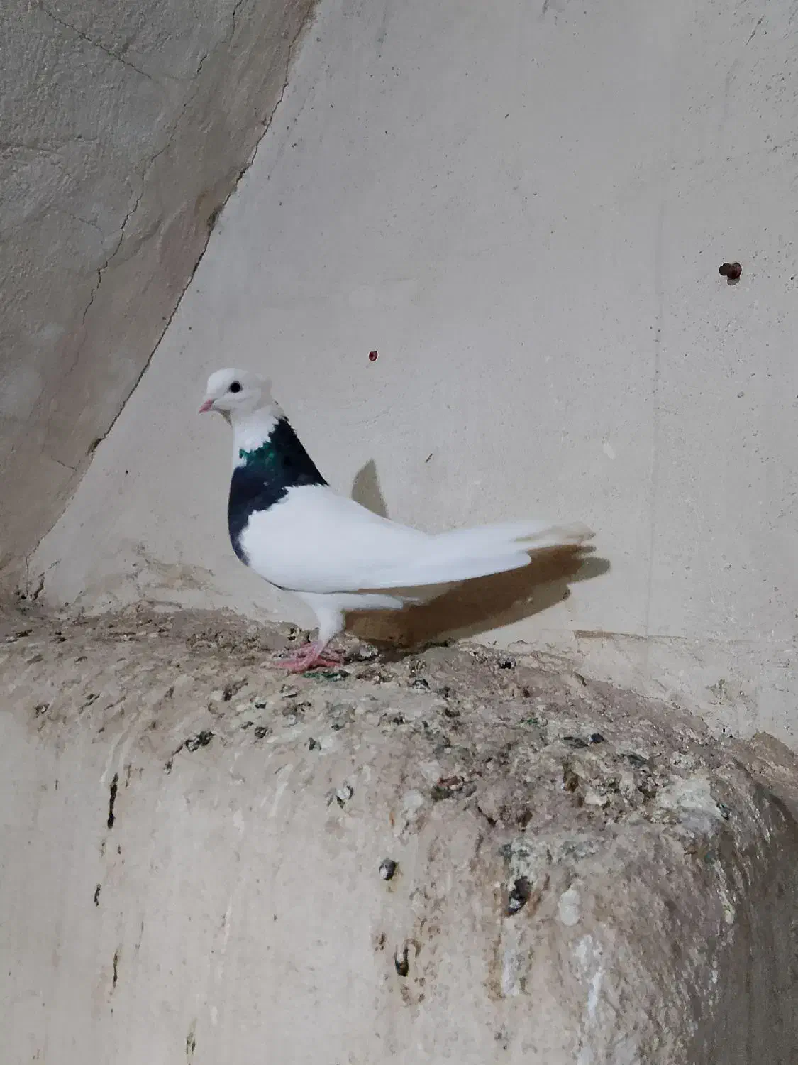 دو عدد ماده طوقی درجه یک|پرنده|اهواز, کمپلو شمالی|دیوار