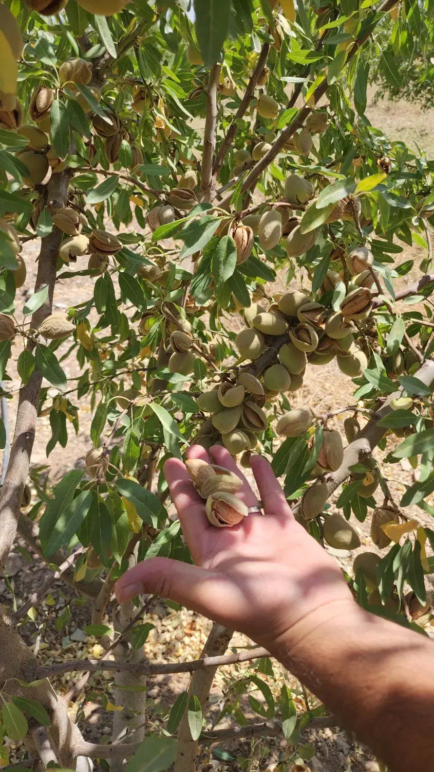 نهال بادام تونو|گل و گیاه طبیعی|یاسوج, |دیوار