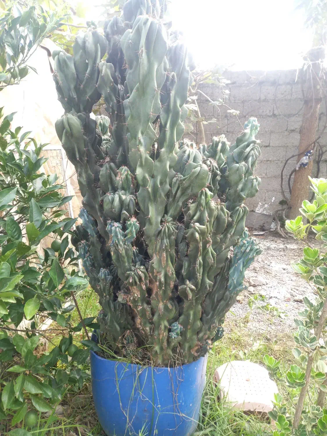 کاکتوس صخره‌ ای|گل و گیاه طبیعی|تولم شهر, |دیوار