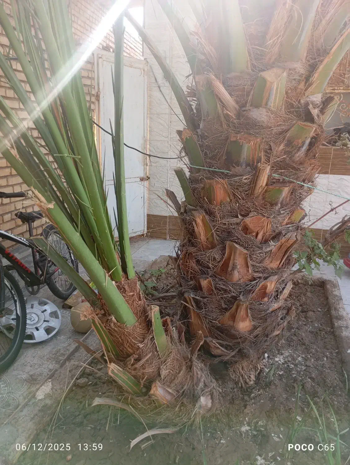 یک پاجوش برخی اصل برای فروش|گل و گیاه طبیعی|خرمشهر, |دیوار