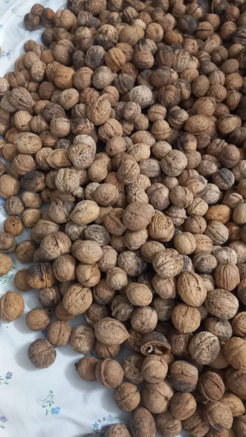 گردو کاغذی|خوردنی و آشامیدنی|مشهد, موسوی قوچانی|دیوار