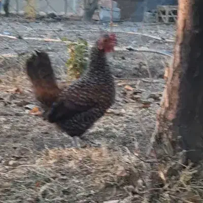 مرغ و خروس زینتی|حیوانات مزرعه|سنقر, |دیوار