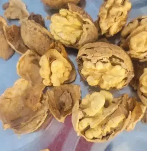 گردو درجه یک وشنوه|خوردنی و آشامیدنی|قم, انسجام|دیوار