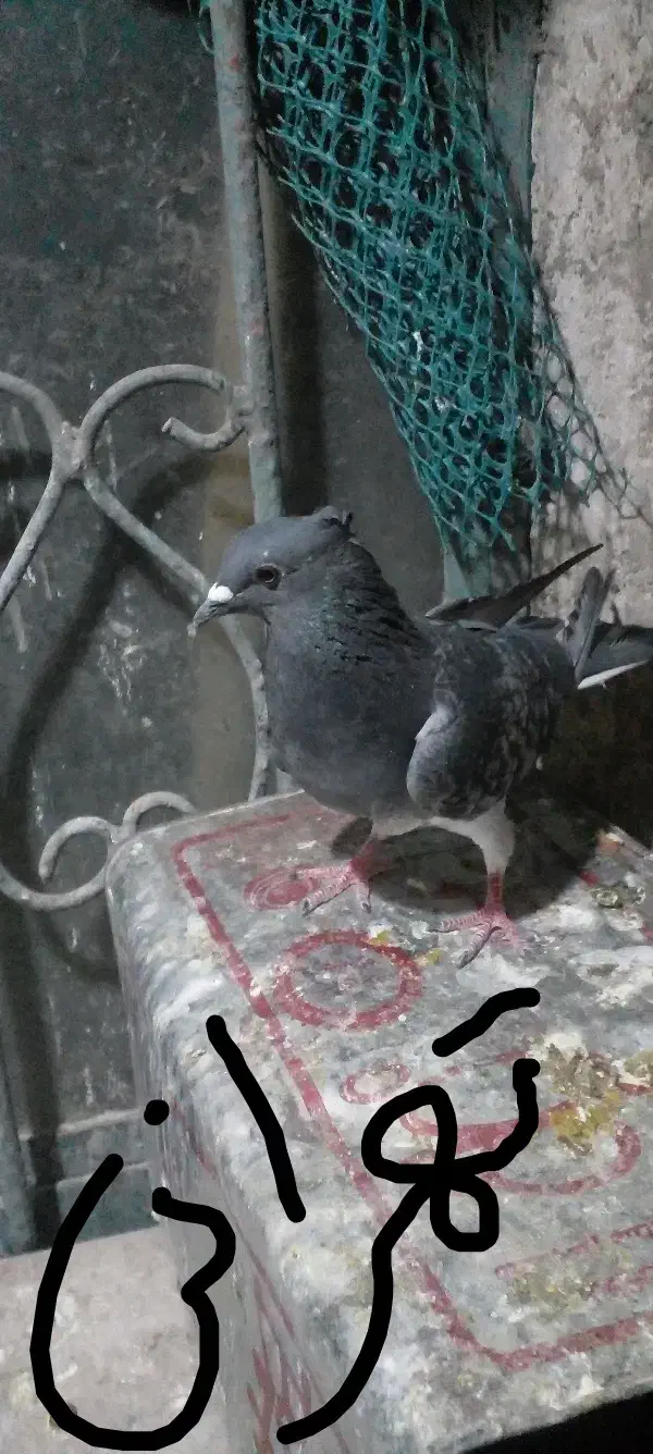 کبوتر|پرنده|سیوان, |دیوار