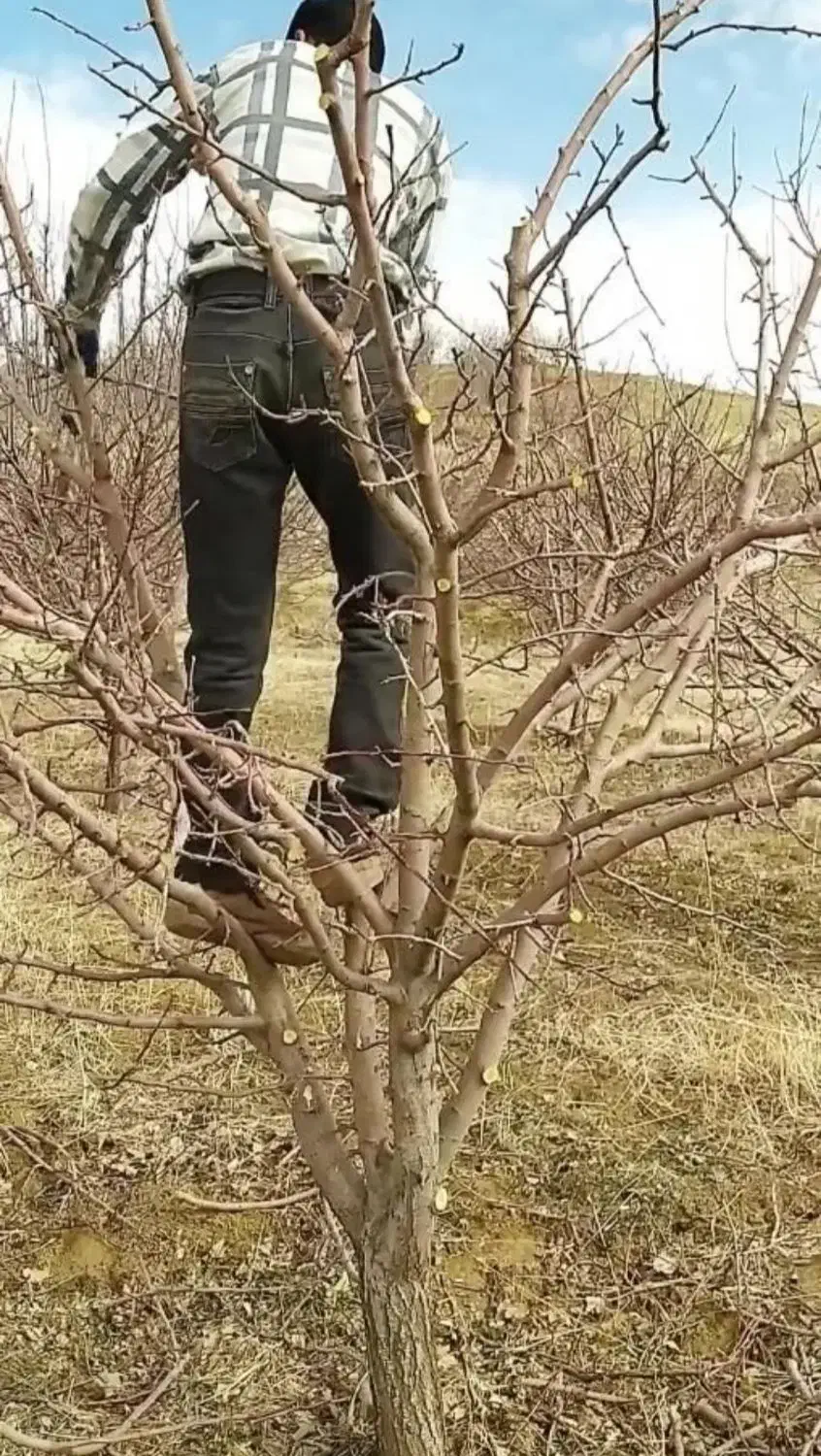 هرس هرس باغبانی|خدمات باغبانی و درختکاری|بهار, |دیوار