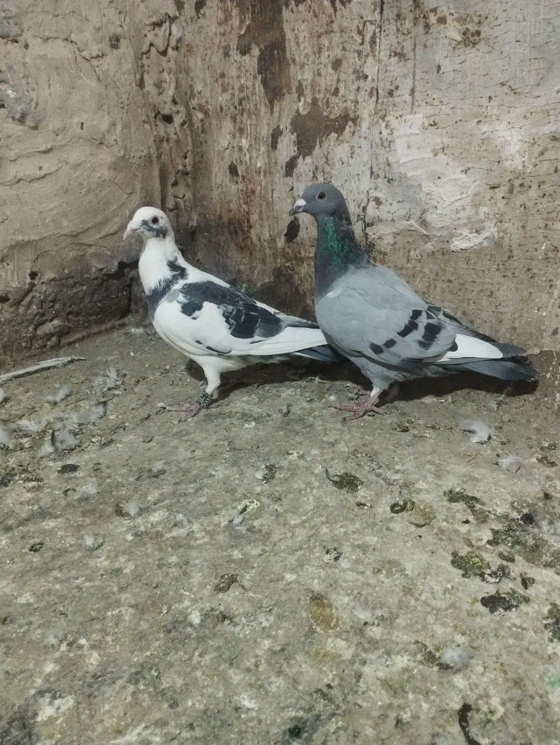 کبوتر سبز و ابلغ|پرنده|تربت‌حیدریه, یحیی آباد|دیوار