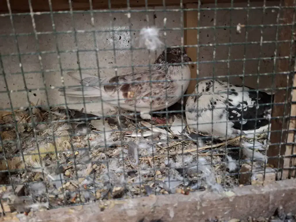 کبوتر|پرنده|قشم, |دیوار