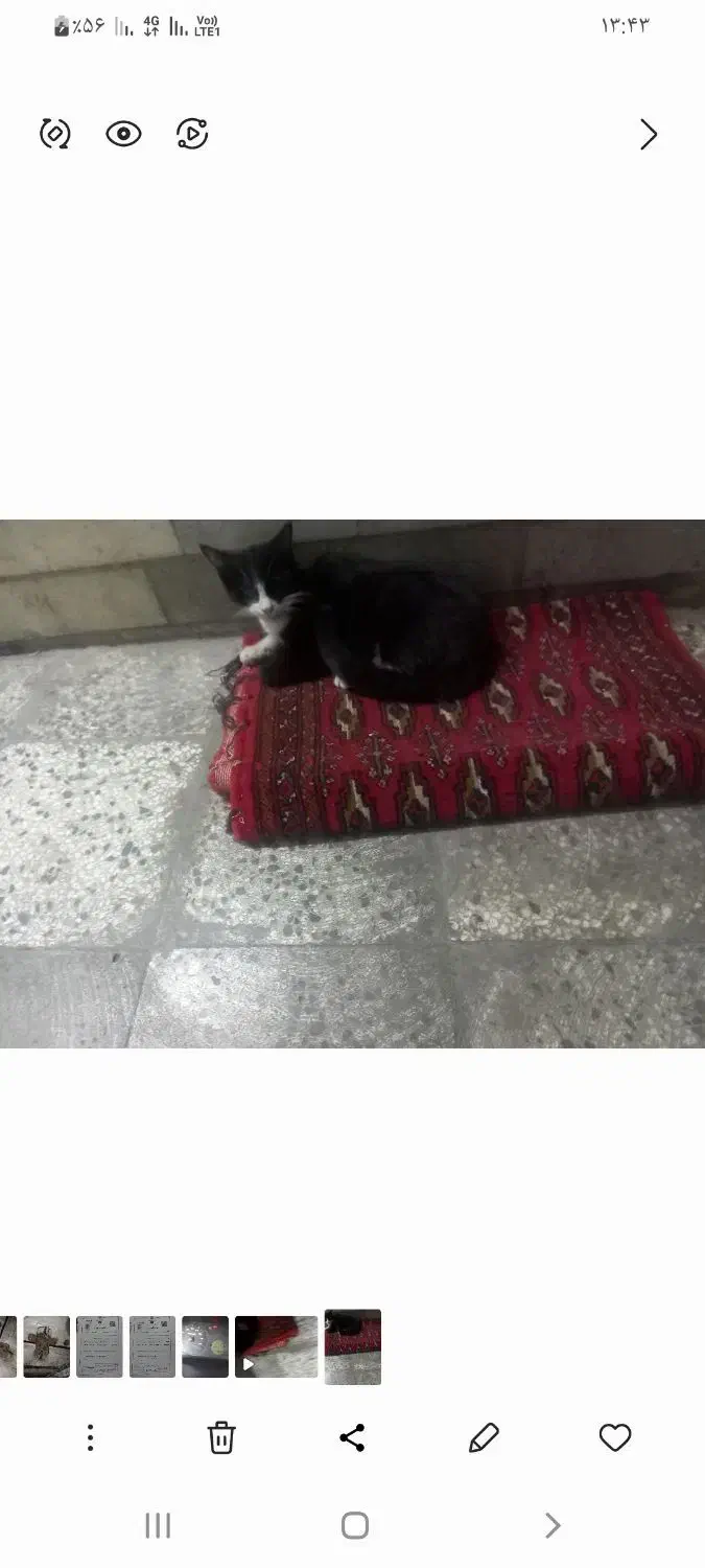 گربه|گربه|گرگان, |دیوار