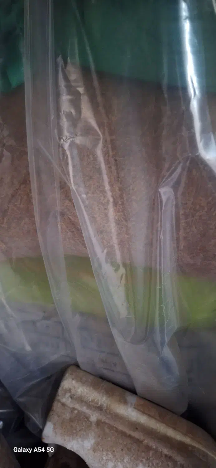 کود  و گندم ریژاوی|گل و گیاه طبیعی|ایوان, |دیوار