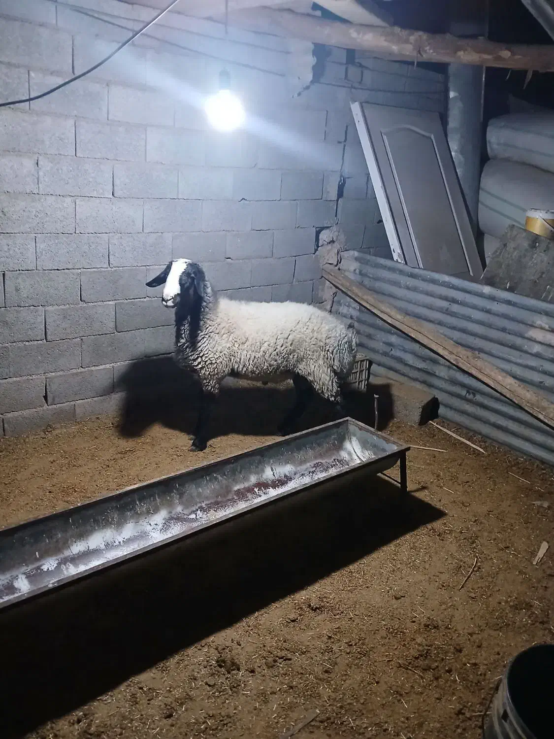 باسلام یک راس بره قوچ نر نژاد شال مست|حیوانات مزرعه|قزوین, |دیوار