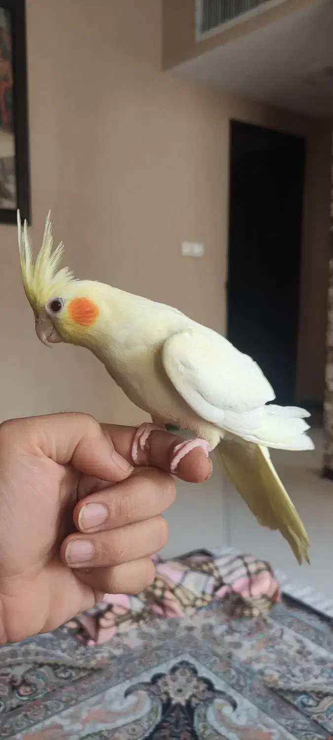 عروس هلندی|پرنده|شیراز, دلجو|دیوار