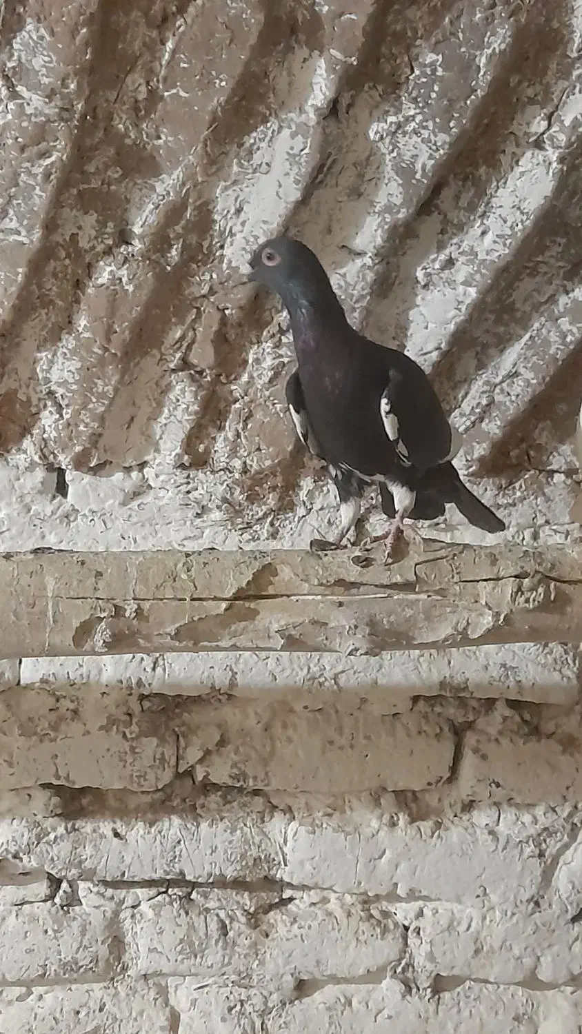 پرنده|پرنده|خلیل آباد, |دیوار