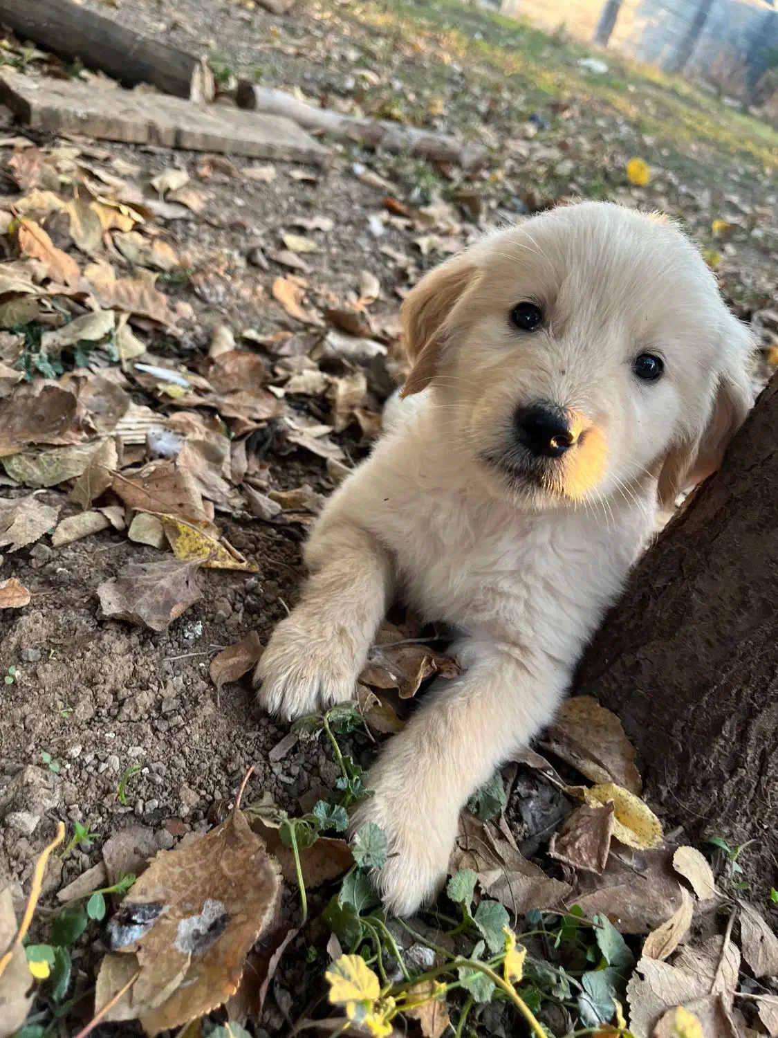 توله نژاد گلدن، اصالت اسکاتلندی باهوش|سگ|رشت, سعدی (تختی)|دیوار