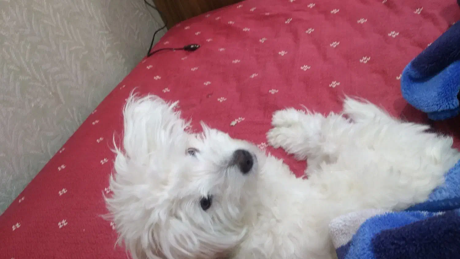 سگ شیتزو|سگ|اهواز, زرگان|دیوار