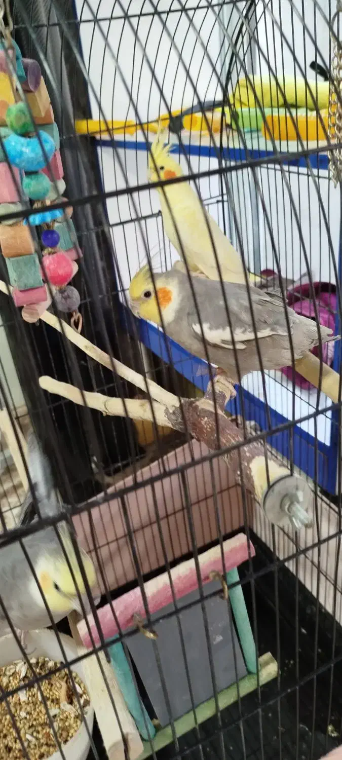 3عدد عروس هلندی لوتینو. نروماده کاملا دستی|پرنده|گرمسار, |دیوار