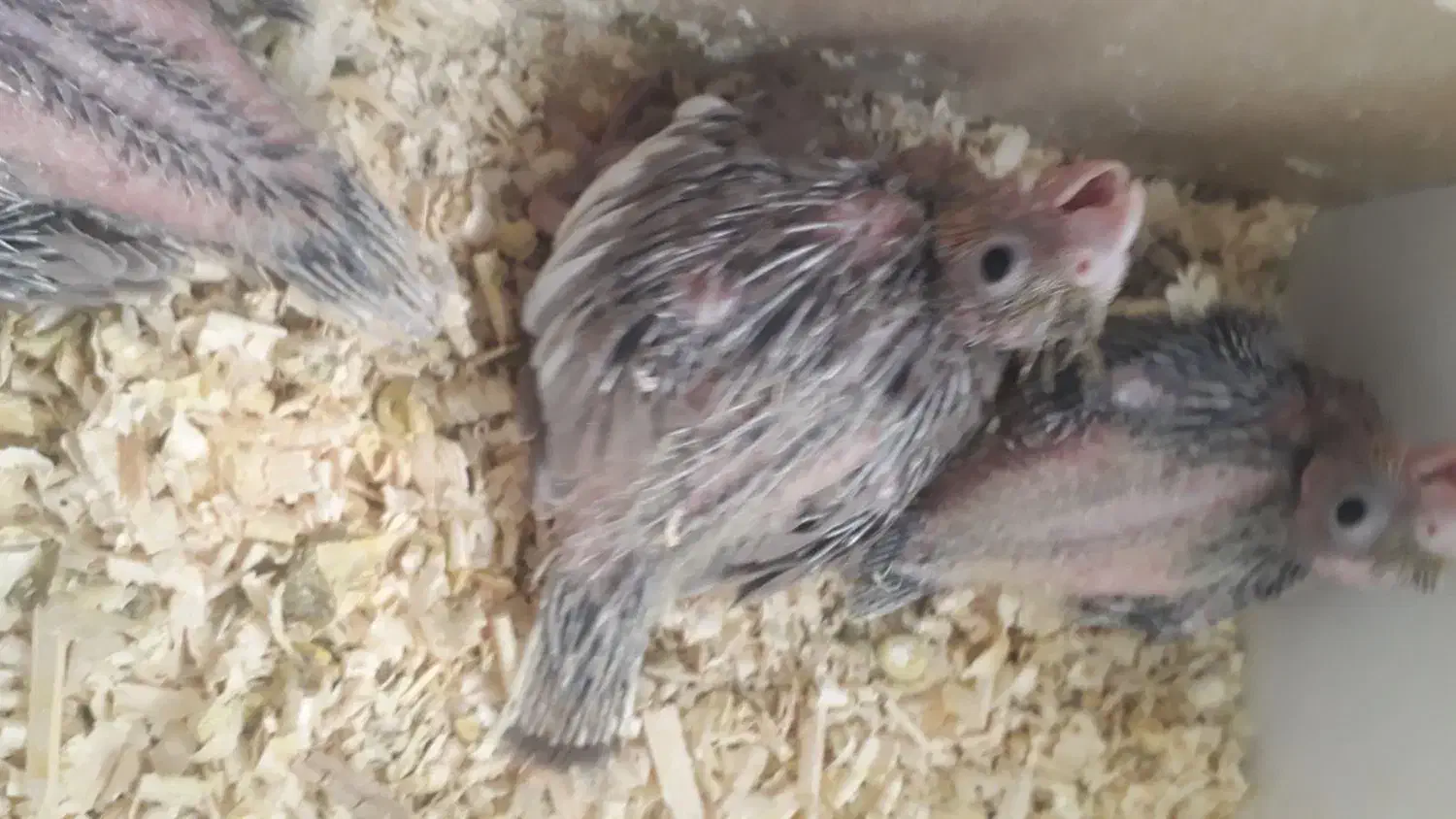 جوجه عروس هلندی|پرنده|کرمان, |دیوار