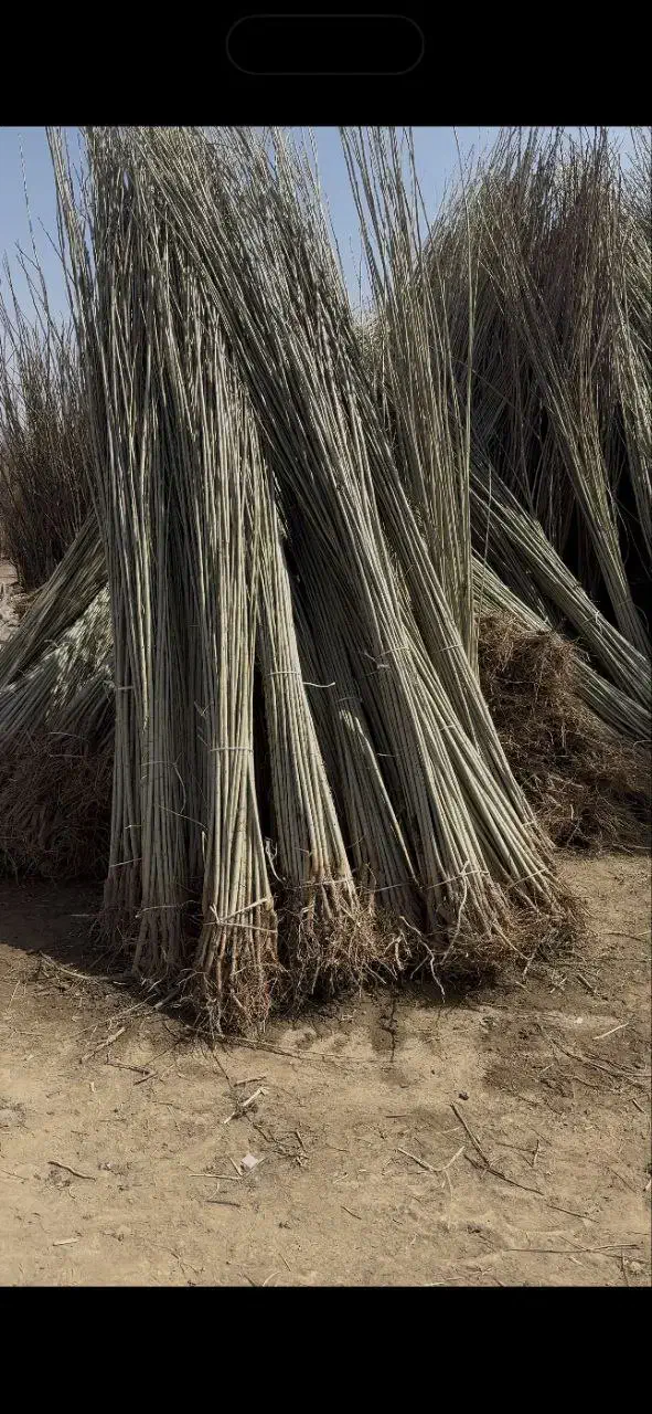 انواع نهال صنوبر یکساله ودوساله در نهالستان غرب|خدمات باغبانی و درختکاری|بانه, |دیوار