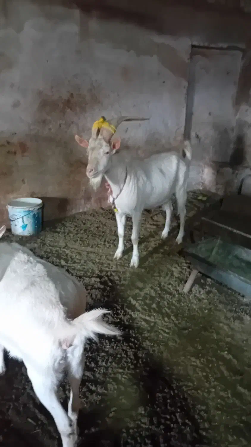 بزسانن نر۲راس اصل فرانسوی|حیوانات مزرعه|مشهد, ایثار|دیوار