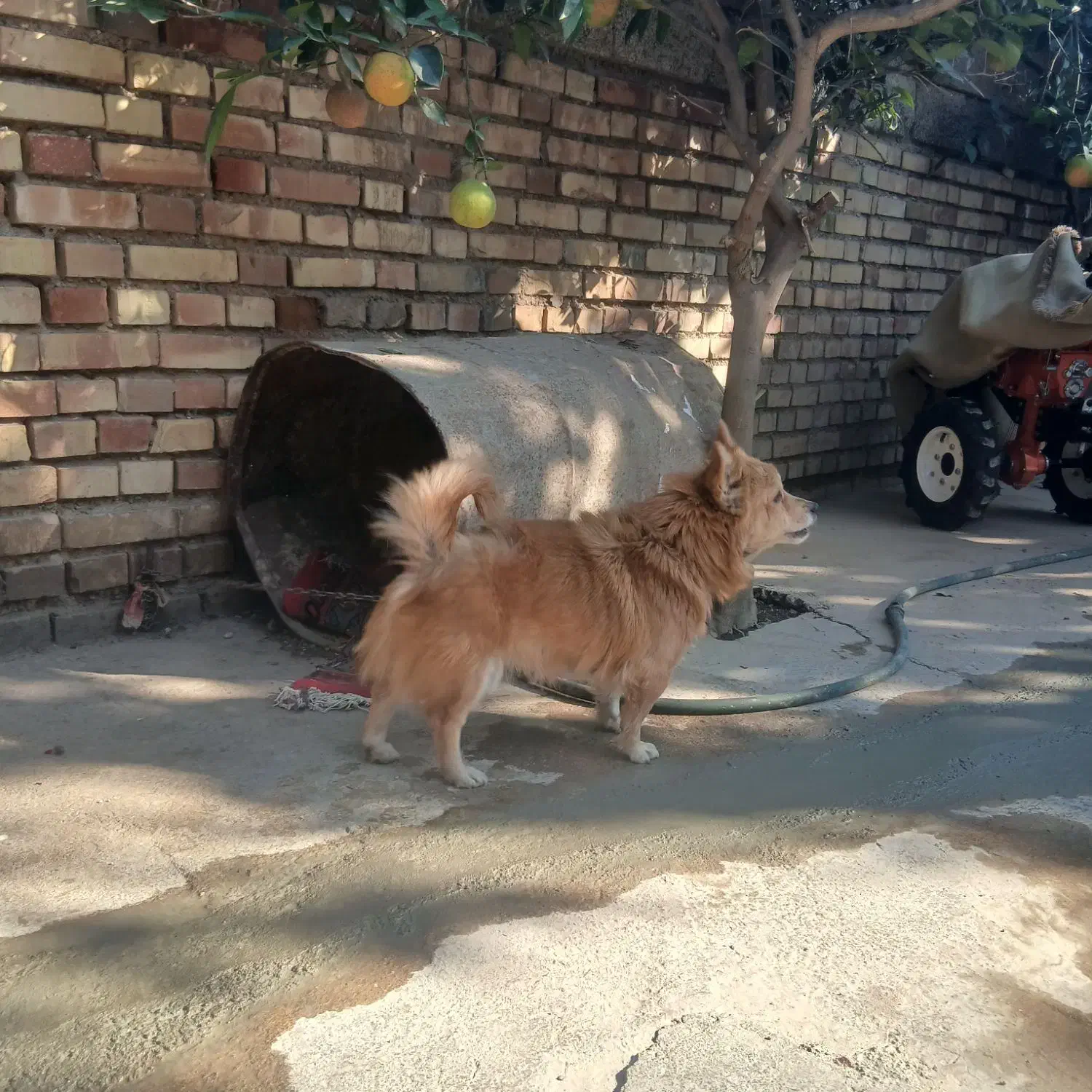 سگ پاکوتاه|سگ|تاتار علیا, |دیوار