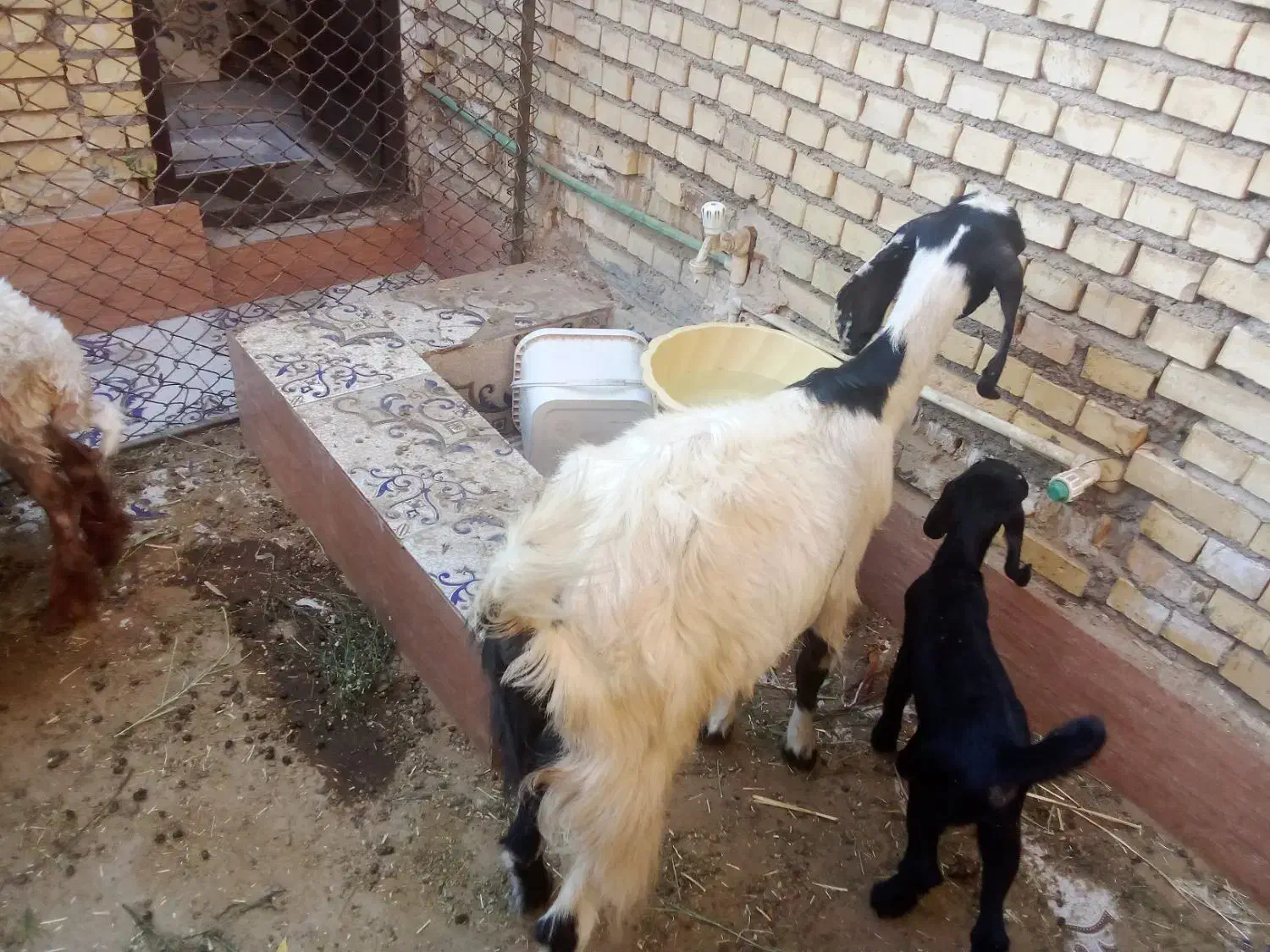 بز ماده مطفل با بزقاله ماده|حیوانات مزرعه|خرمشهر, |دیوار