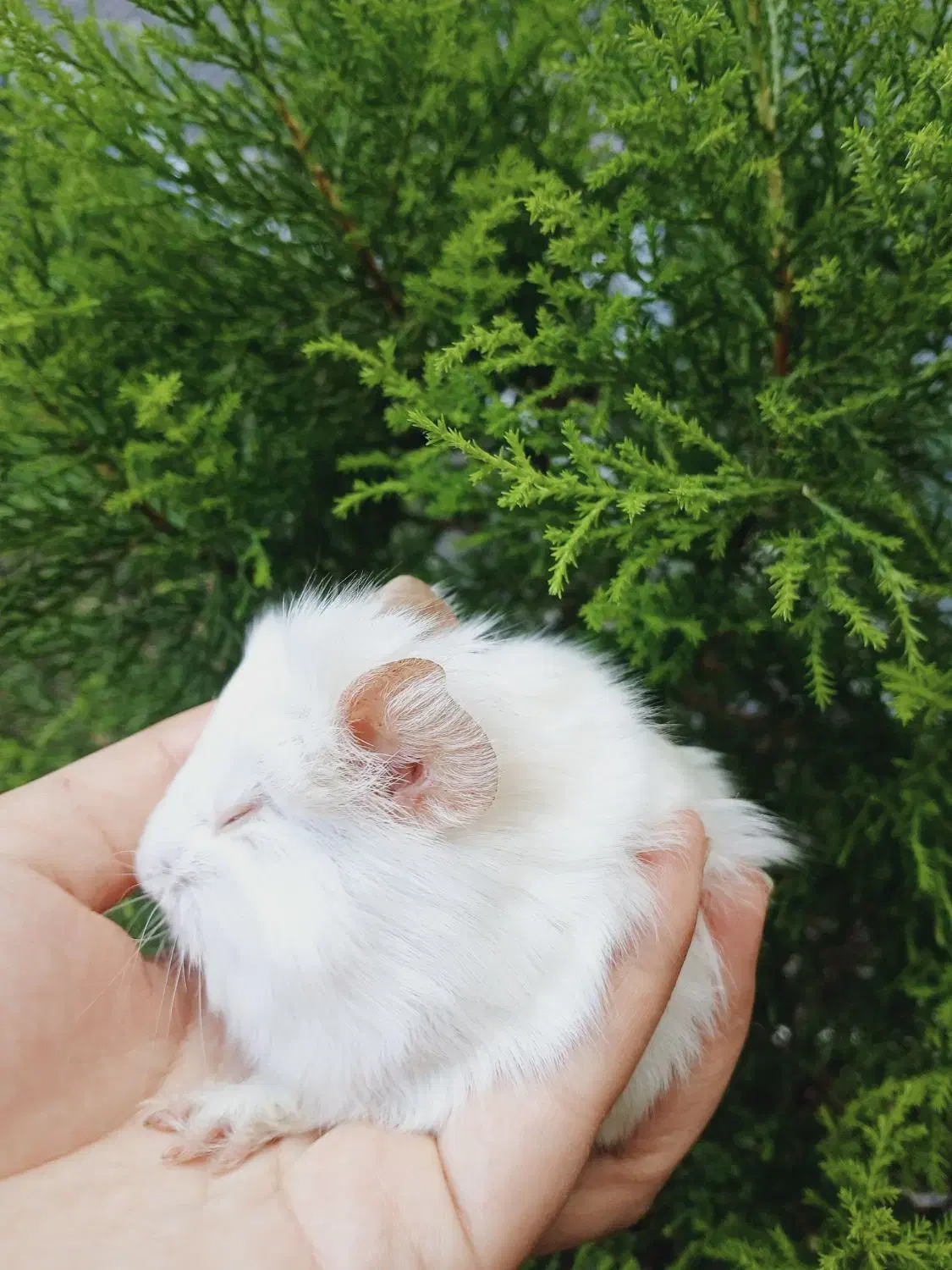 خوکچه هندی فشن|موش و خرگوش|کوچصفهان, |دیوار