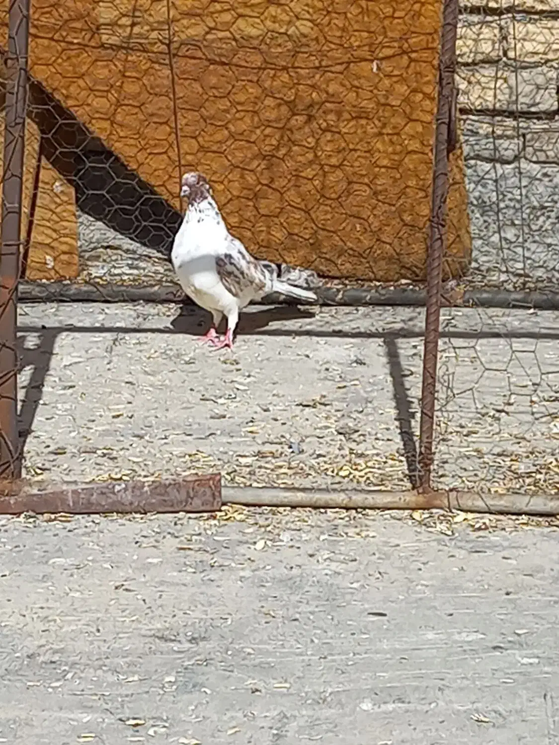 گرفته شب|حیوانات|کرمانشاه, |دیوار