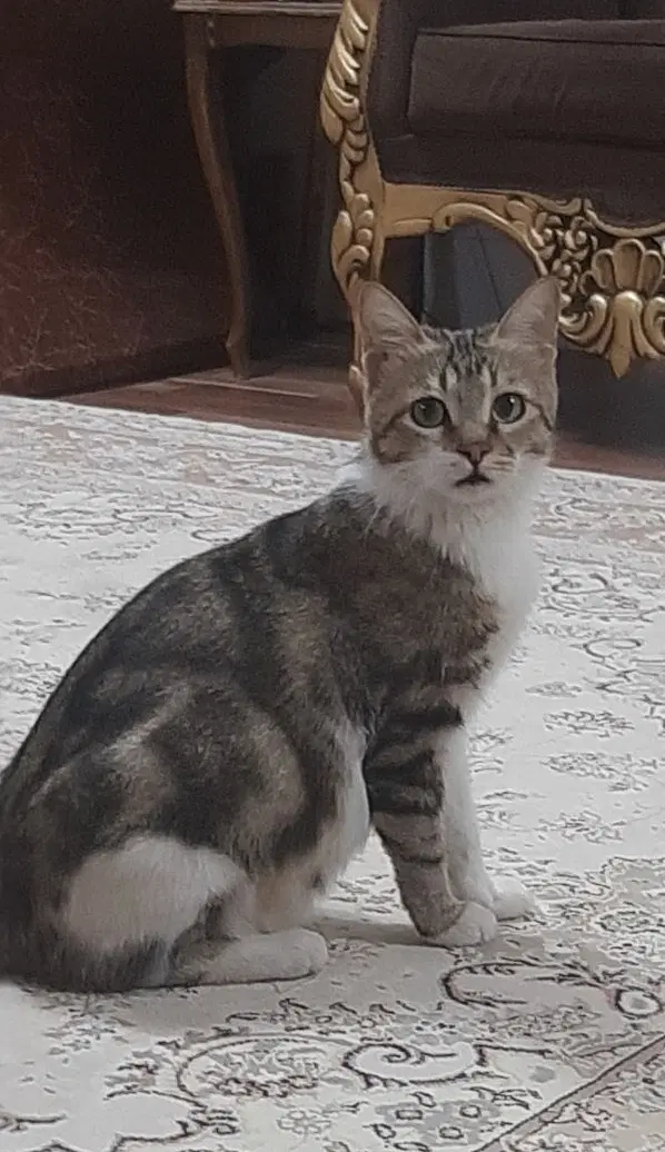 گربه|گربه|یزد, |دیوار