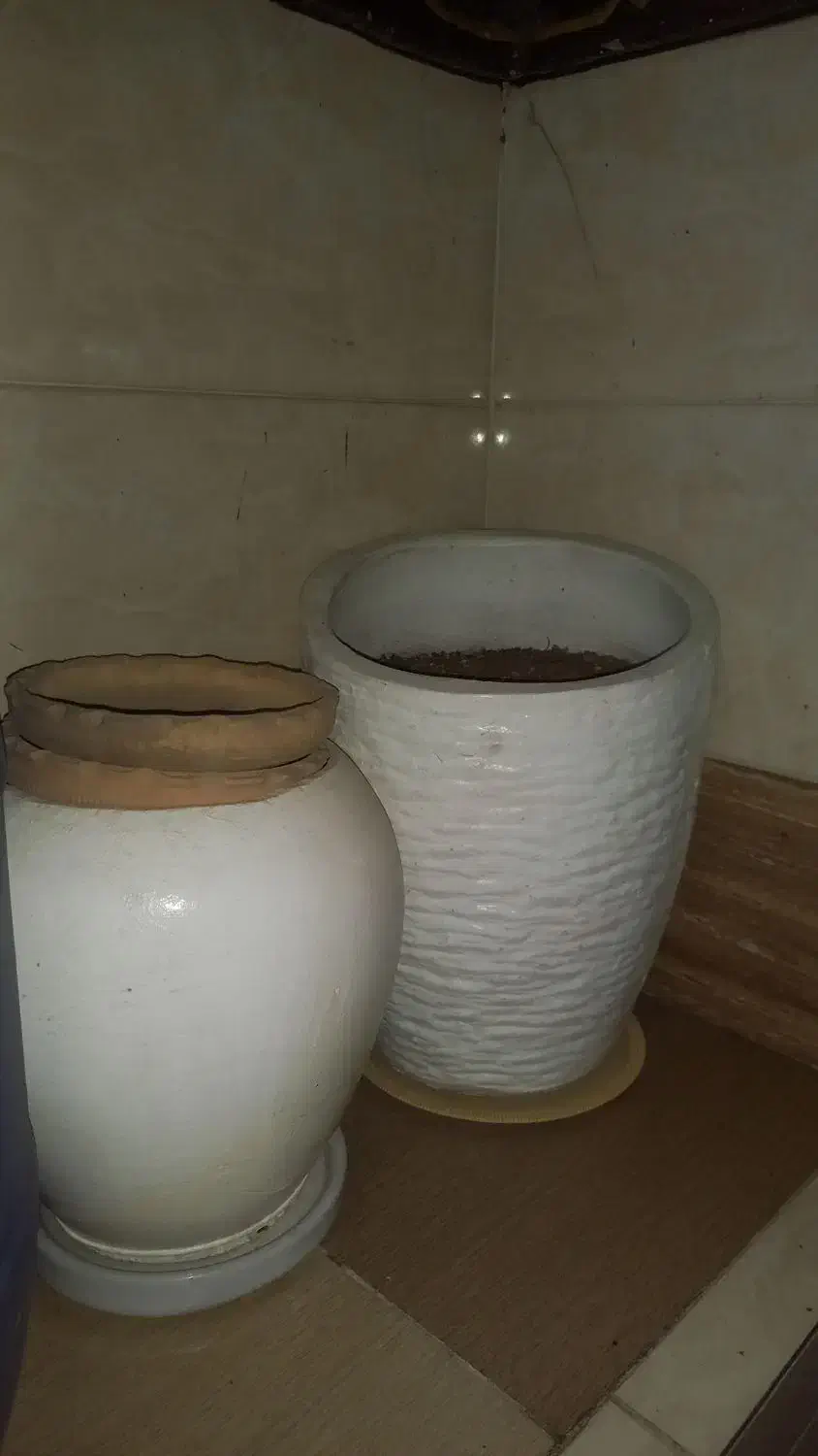 گلدان|گل و گیاه طبیعی|اهواز, فولادشهر|دیوار