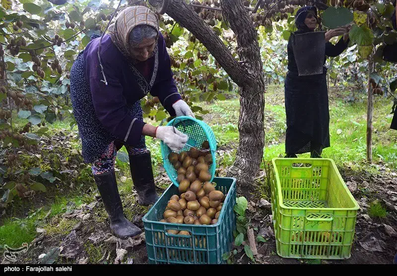 کیوی شما را خریداریم|خدمات باغبانی و درختکاری|تالش, هشتپر|دیوار