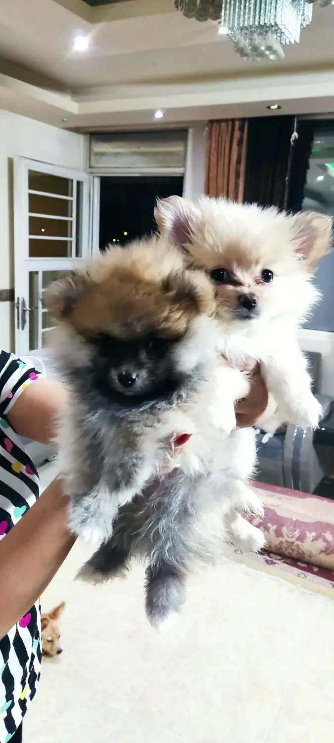 پامرین|سگ|شیراز, انجیره|دیوار