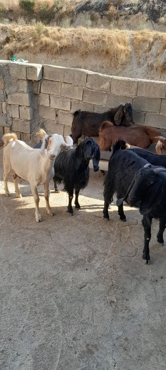 سلام فروش هفت عددبز|حیوانات مزرعه|دالاهو, |دیوار