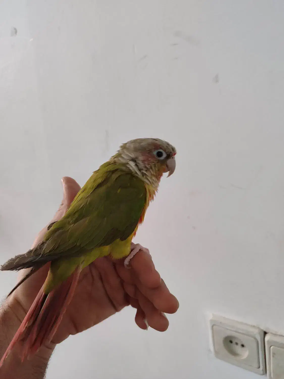 گرینچیک|پرنده|مشهد, خواجه ربیع|دیوار