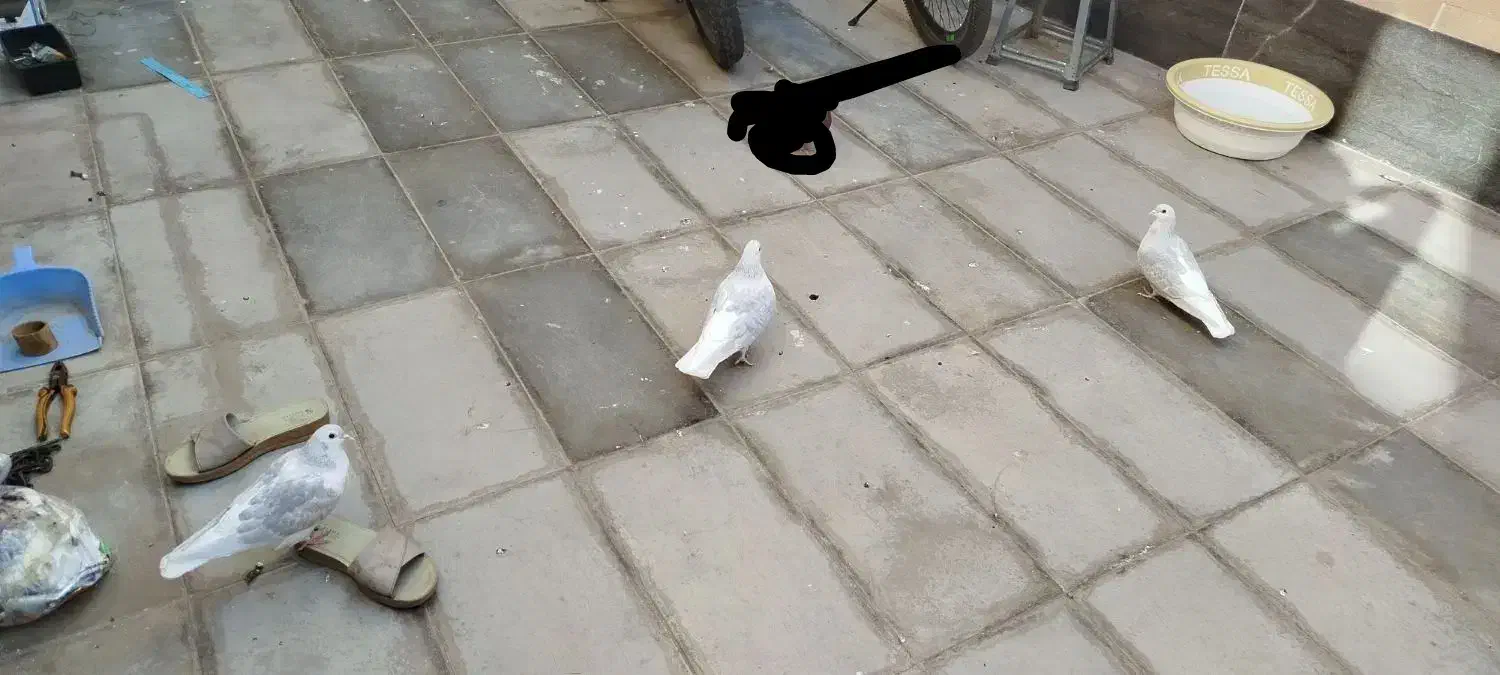 کفتر|پرنده|سبزوار, ابوریحان|دیوار