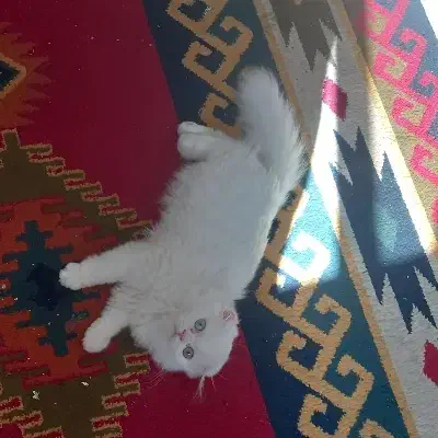 بچه گربه اسکاتیش|گربه|تهران, کرمان|دیوار