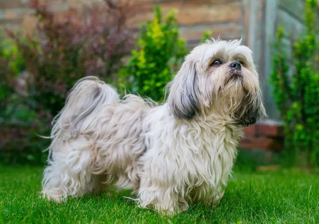 سگ پیدا شده|سگ|بهار, |دیوار