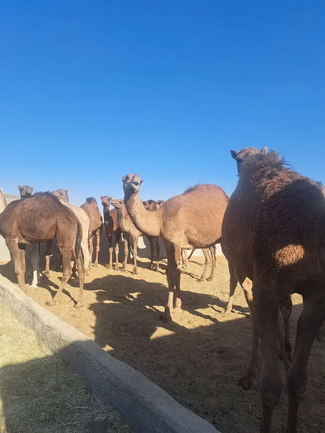 شتر هاشی بلوون دورگه چاق بدون شکم|حیوانات مزرعه|بافق, |دیوار