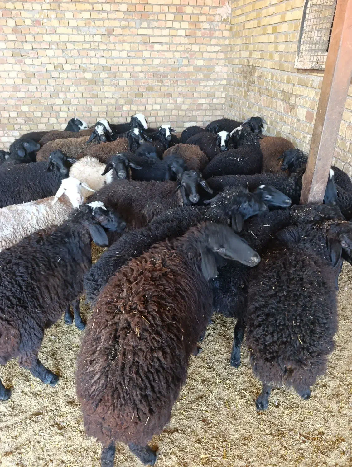 بره نره ماده|حیوانات مزرعه|تاکستان, |دیوار