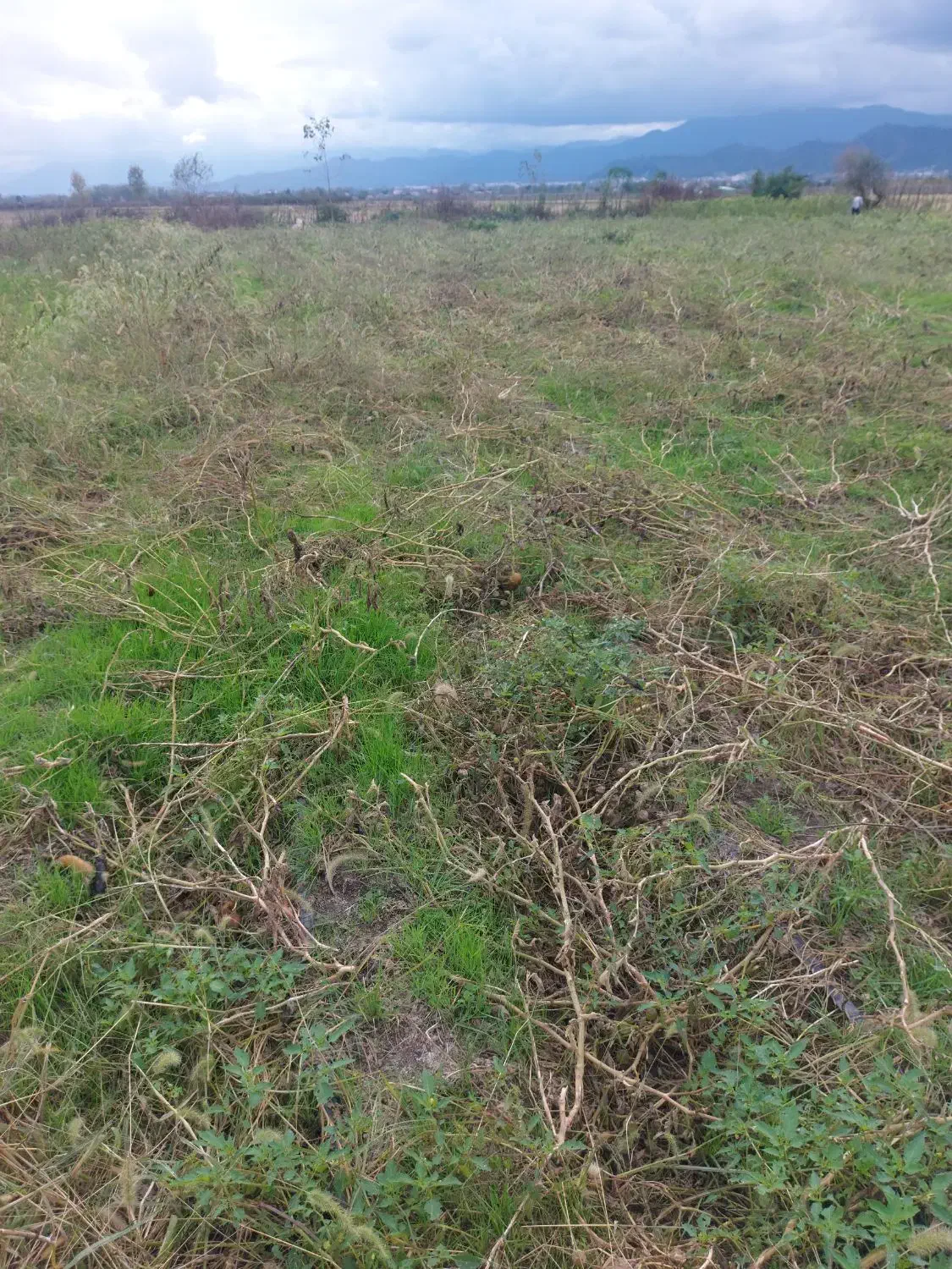 فروش زمین  ۳۱۰۰ متری در تالش پشته|فروش زمین و ملک کلنگی|تالش, جوکندان|دیوار