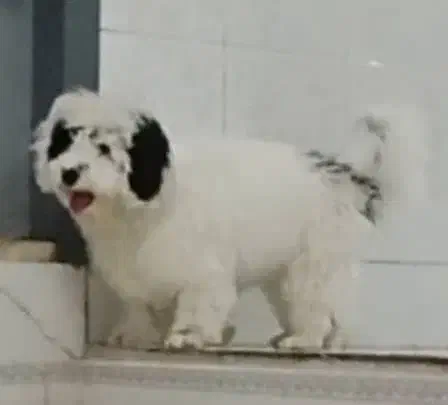 سگ شیتزو|سگ|ری, دولتآباد|دیوار