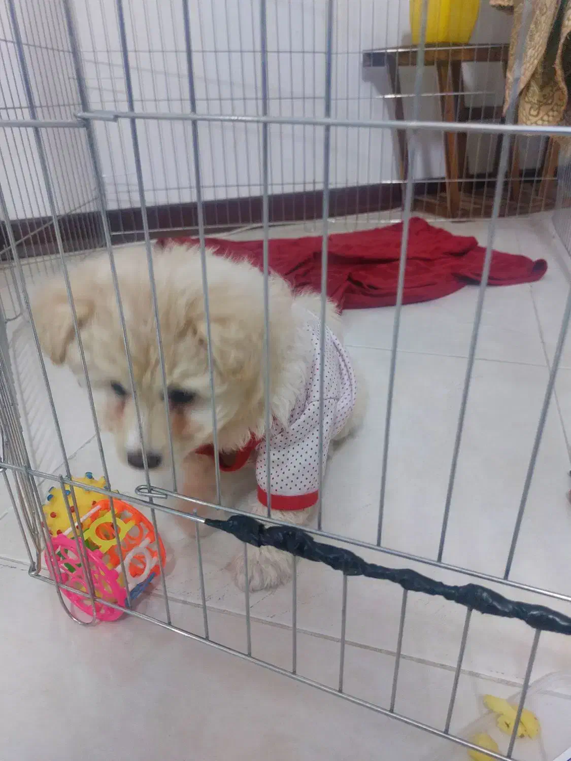 فروش بعلت نبودوقت|سگ|فردیس, شهرک شهید حسینی|دیوار