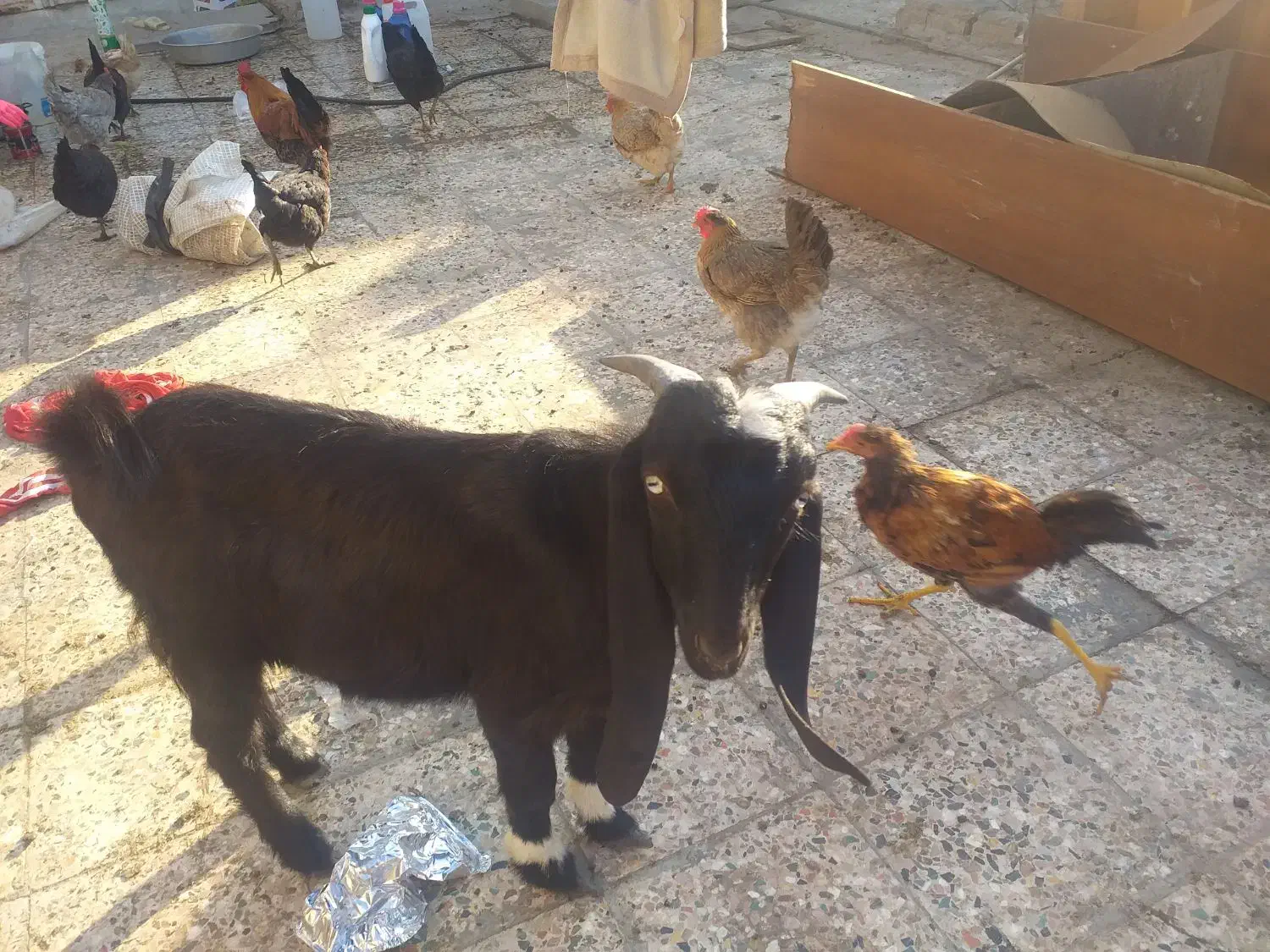 حیوانات مزرعه|حیوانات مزرعه|بندر ماهشهر, |دیوار