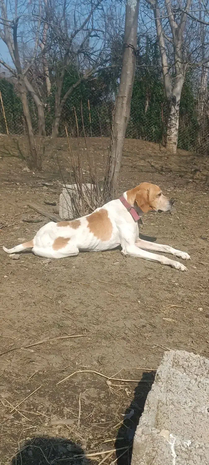 گمشده|سگ|تالش, هشتپر|دیوار