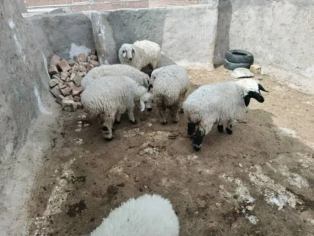 5 عدد بره نر و ماده چاق چاق|حیوانات مزرعه|زاهدان, |دیوار