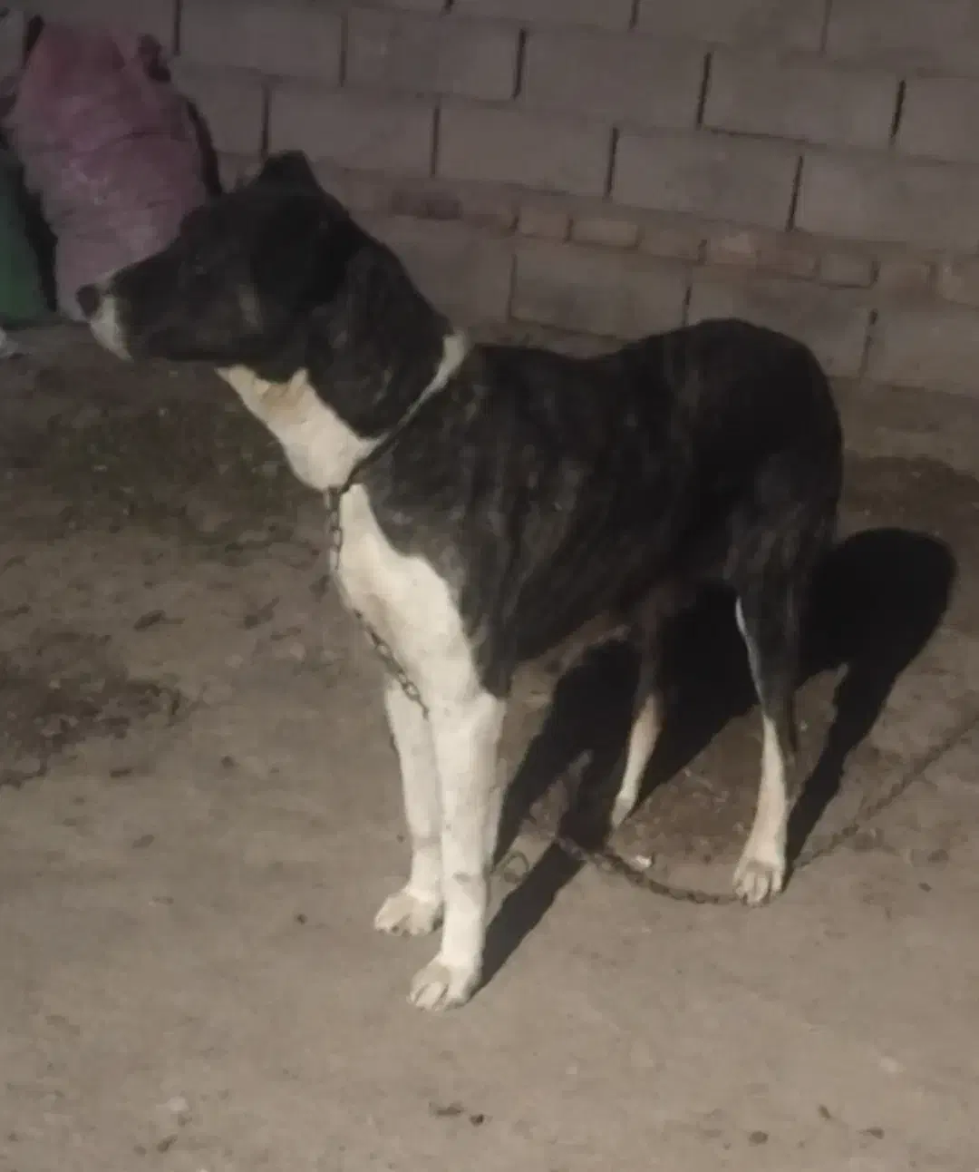 سگ ماده|سگ|نیشابور, مازول|دیوار