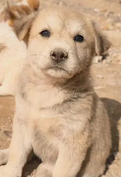 توله سگ|سگ|بیرجند, |دیوار