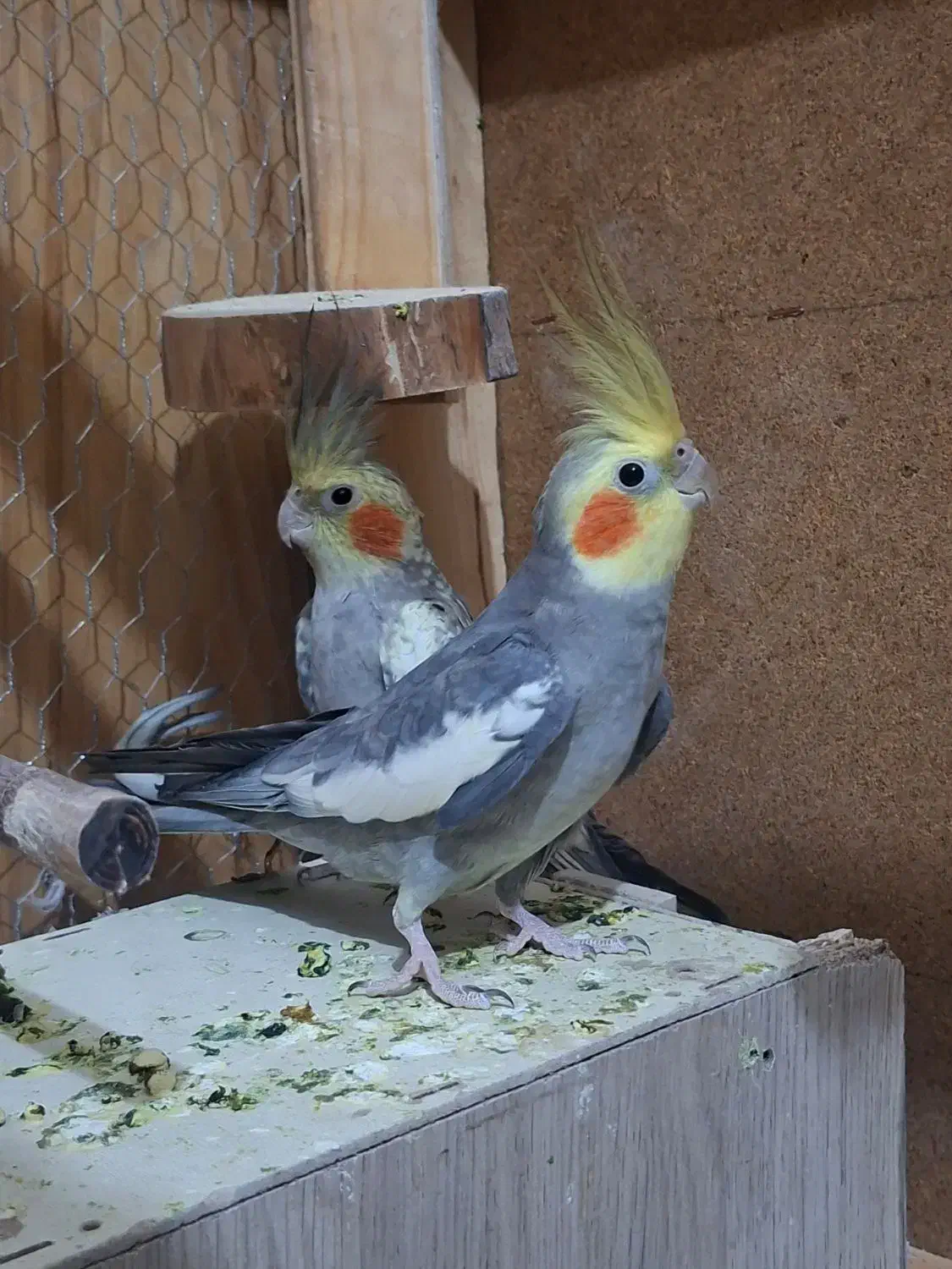 عروس هلندی|پرنده|قم, نیروگاه|دیوار