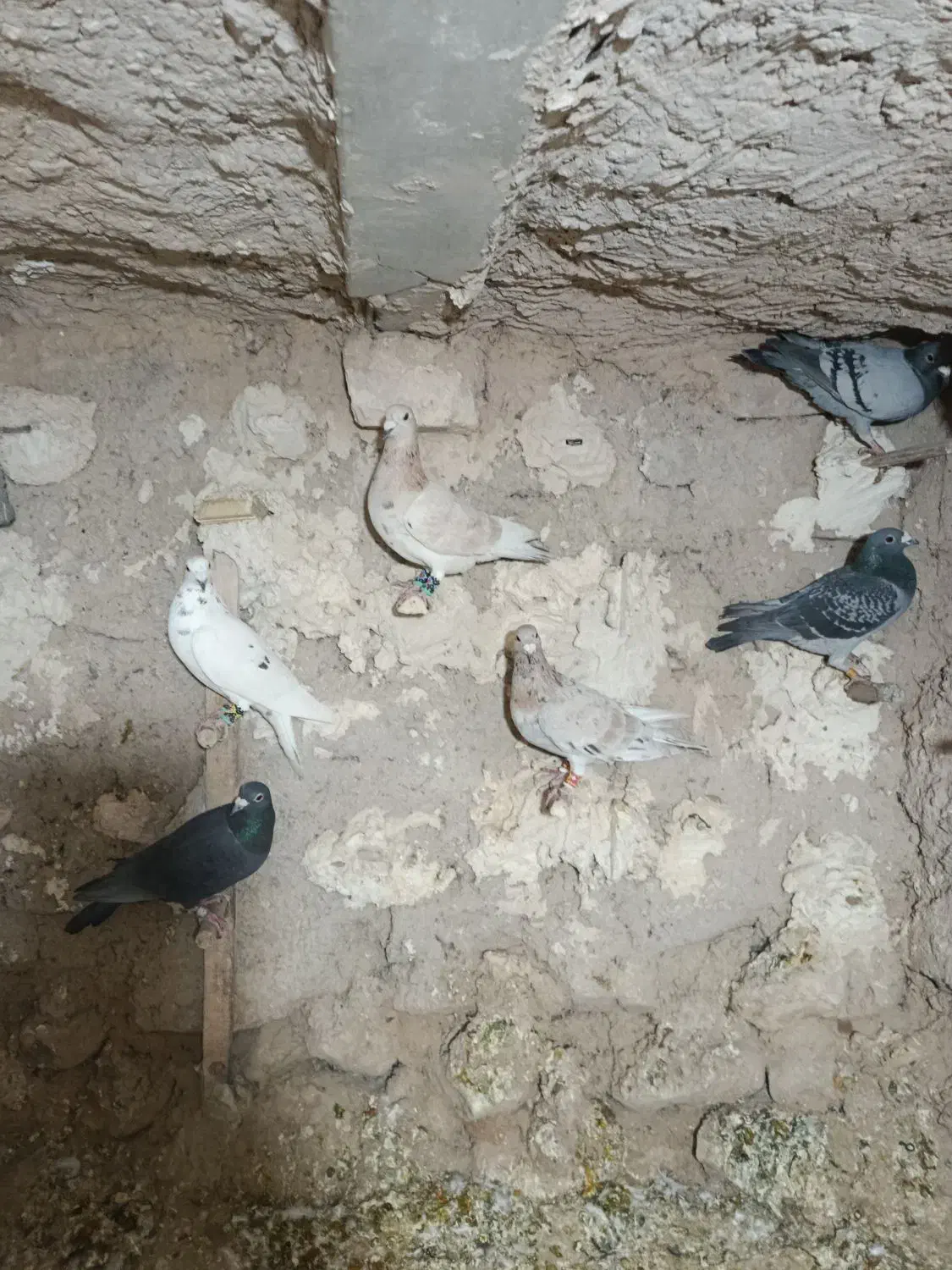 کفتر پلاکی و بهبهانی.وشهری|پرنده|ارسنجان, |دیوار